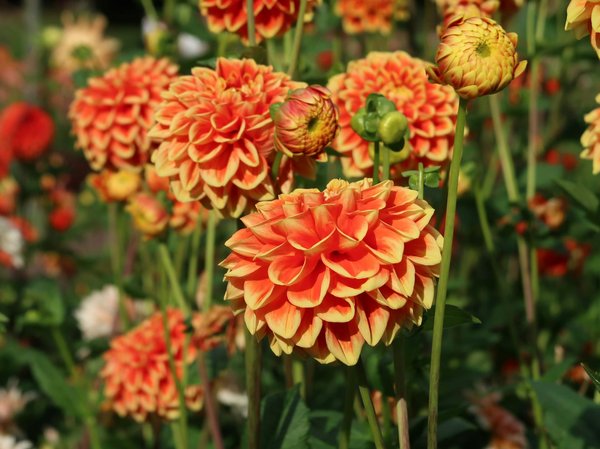 Guide complet pour bénéficier des aides à la recharge en wallonie